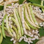 Légumes Secs - Haricot Nain à Ecosser Soissy (type Soissons Pont l'Abbé) - 10 m - face recto